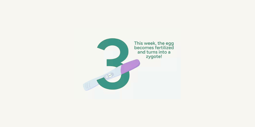 Pregnancy Week by Week: Week 3