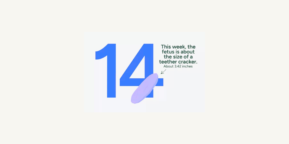 Pregnancy Week by Week: Week 14