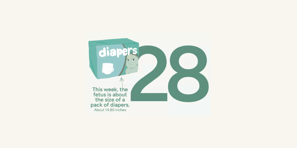 Pregnancy Week by Week: Week 28