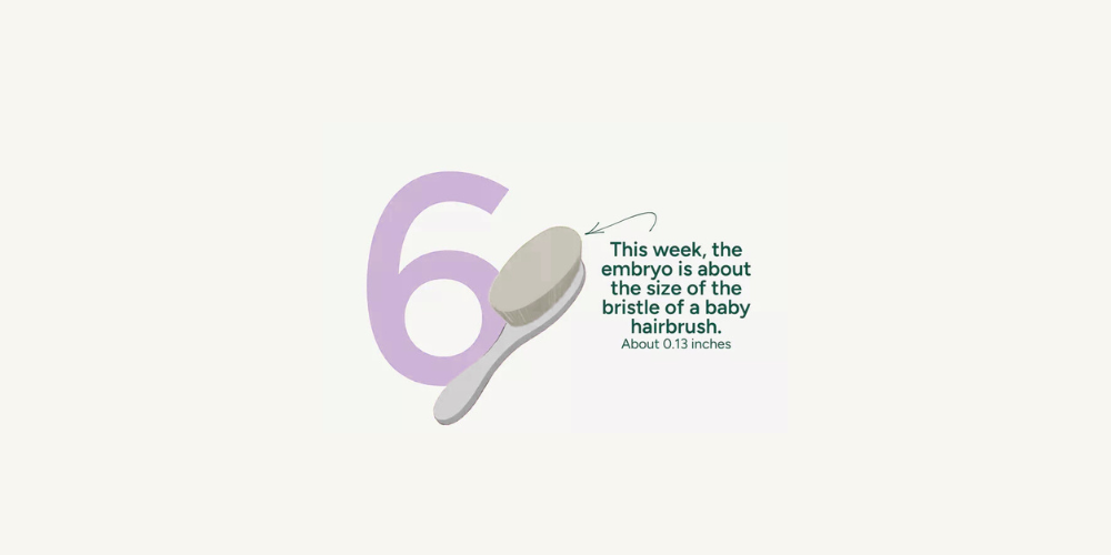 Pregnancy Week by Week: Week 6