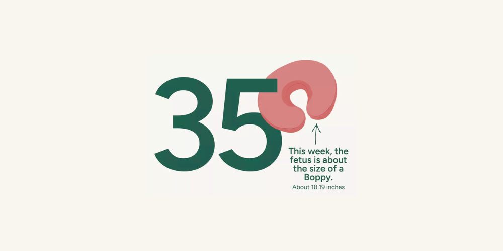 Pregnancy Week by Week: Week 35