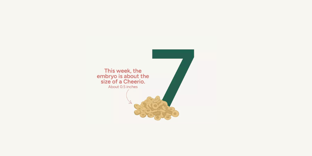 Pregnancy Week by Week: Week 7