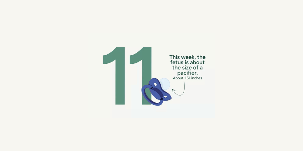 Pregnancy Week by Week: Week 11